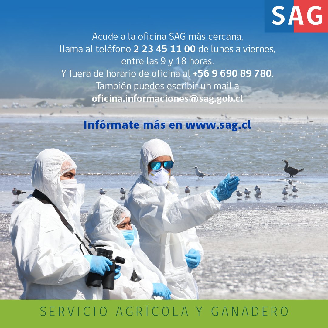 En <a href="/sagchile/">SAG</a> te invitamos a informarte sobre la influenza aviar y colaborar con nosotros para mitigar su impacto. Revisa aquí cómo hacerlo 👉