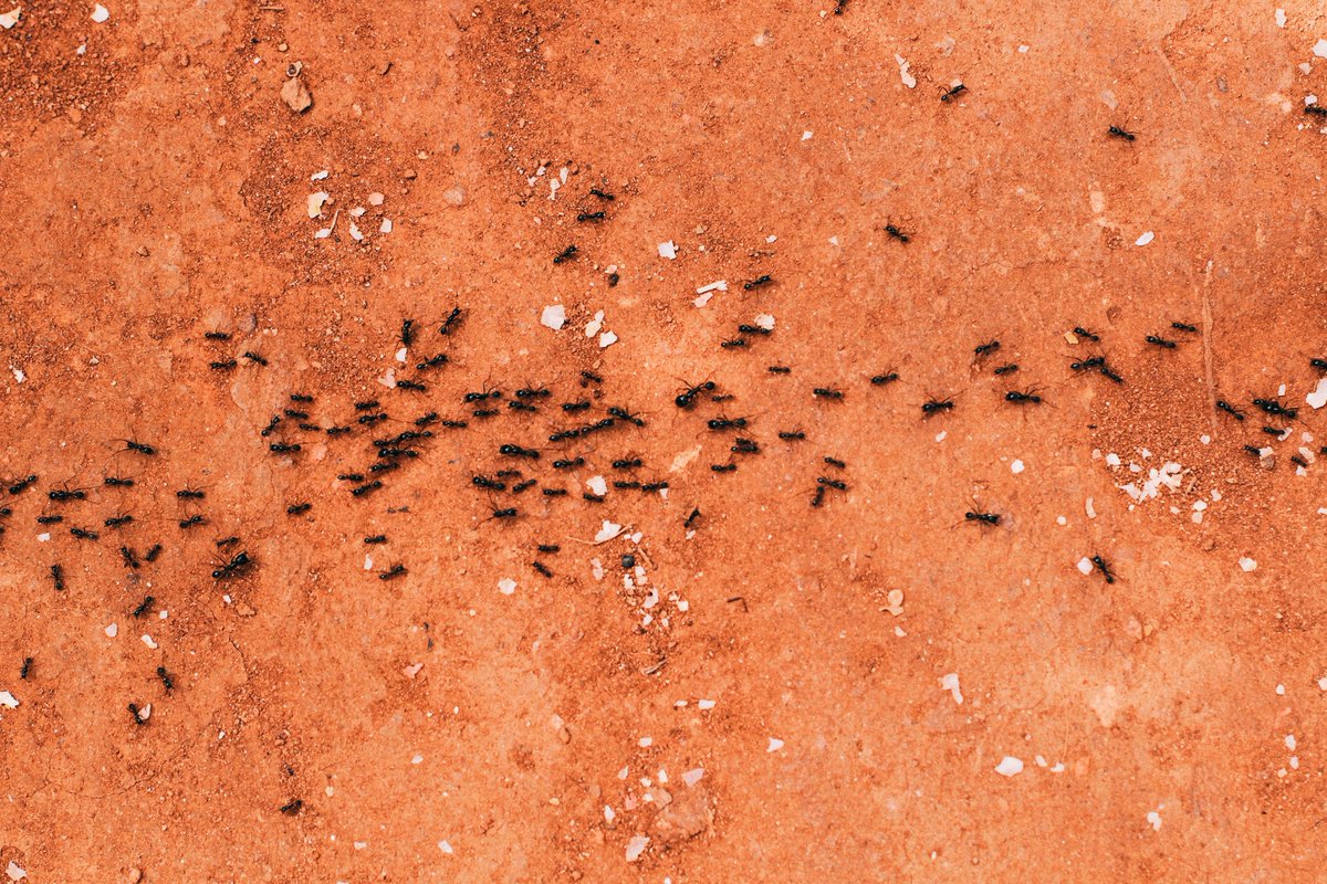 BugWeedMarts's tweet image. Ants enter a home through tiny cracks, looking for water and food. They leave an invisible chemical trail containing pheromones for other ants to follow once a food source is located. Click here for tips on keeping these insects out of your home: bit.ly/2YI3x8X.
