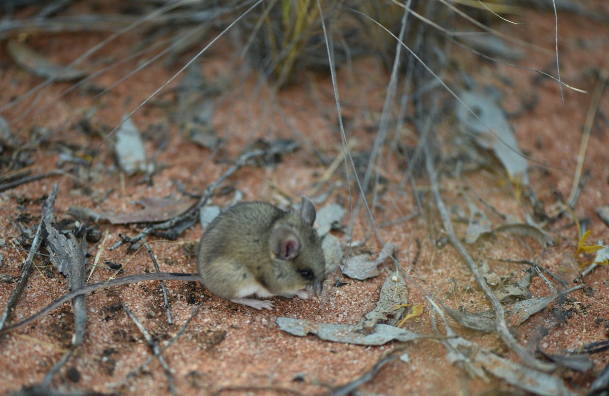 Went to release this Bolam’s mouse to the safety of some spiky spinifex. He decided that he would rather nom on the abundant grass seeds lying around. I kept an eye on him until he eventually ambled off into cover #wildoz #monitoring #mallee #southwestNSW #ozrodents