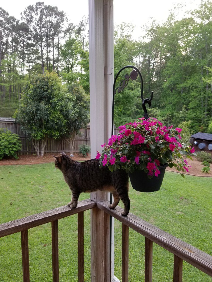 abitoknow's tweet photo. Happy #Caturday https://t.co/ACIM2dtNoJ