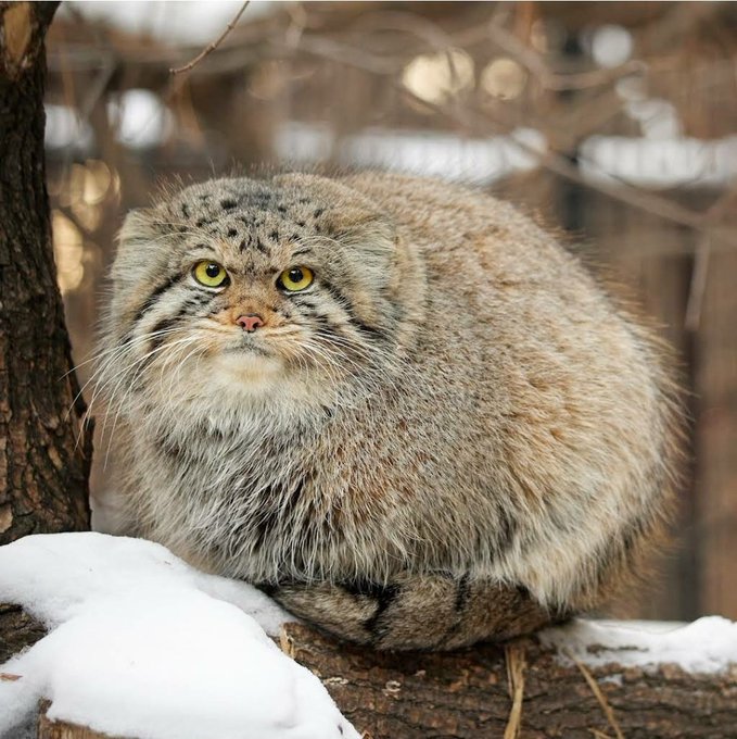 I can watch #manul #cats forever https://t.co/kd5oCEdDQS<a href="/tag/manul"class="tags">#manul</a><a href="/tag/cats"class="tags">#cats</a>