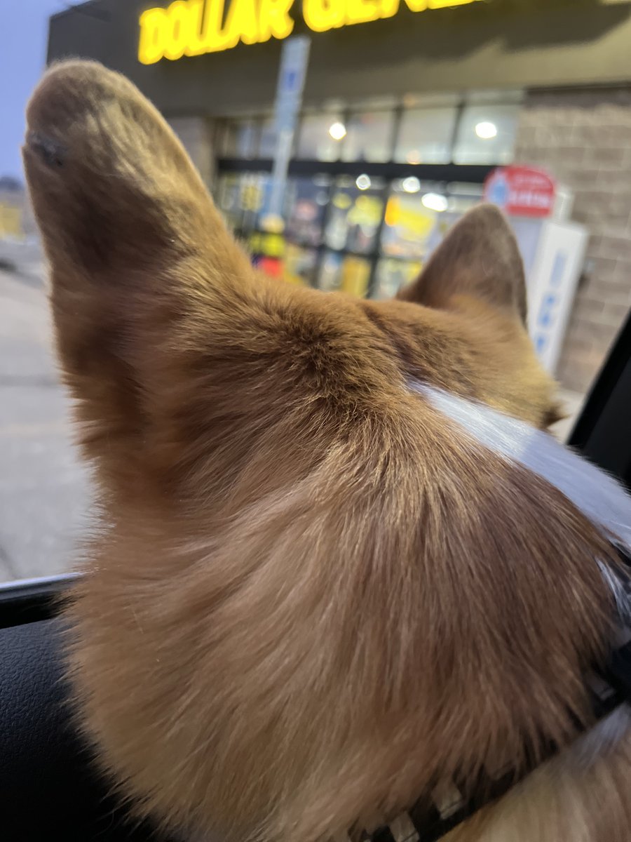 Allentown1711's tweet photo. #TurboB heading to the hood for sleepover w/ #PoppyG Aunt Kels & Uncle Bub 🐾❤️💫 @Thang_1_ https://t.co/uYTckc1EaC