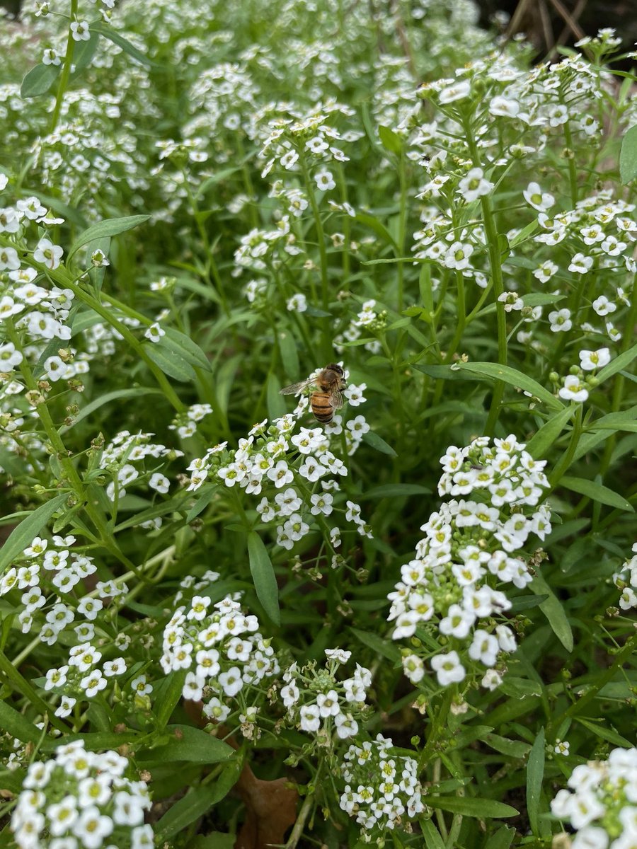 Great to see bees on Texas wildflowers this time of year.