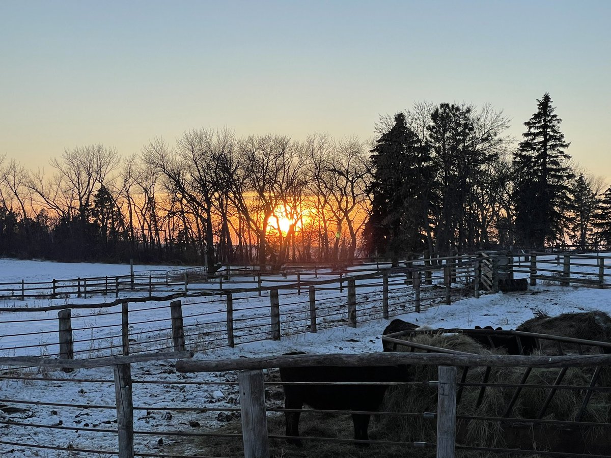 Beautiful sunset overlooking the heifer pen on the North Dakota prairie December 10,2022, #MakeItWorkND #RuralByChoice