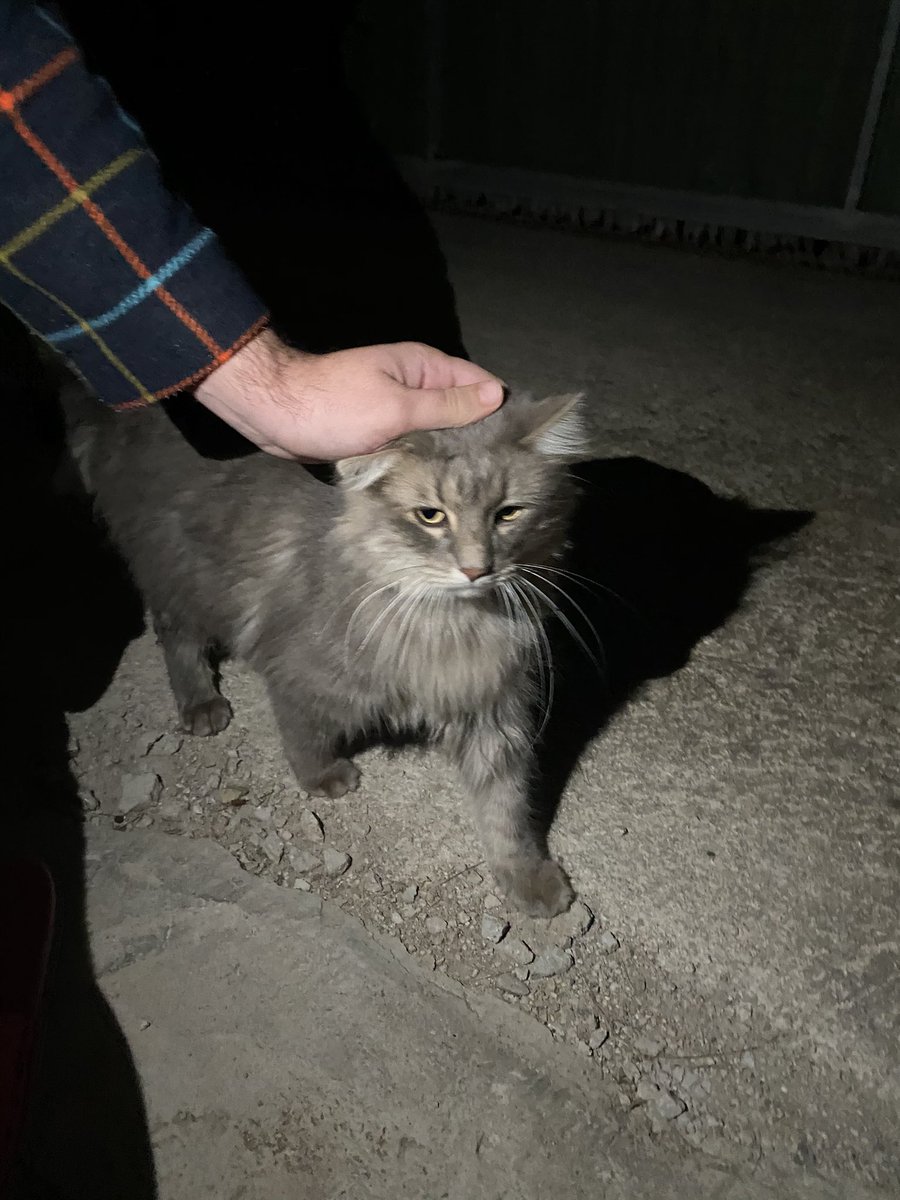 Pelloque's tweet photo. Chicos ha aparecido al lado de nuestra casa en la Marjal de gandia este gat@ que parece que se ha perdido o algo porque se deja tocar y lleva 2 collares. Podéis dar RT a ver si alguien lo ha perdido o se sabe algo? https://t.co/ha0YuvSis7