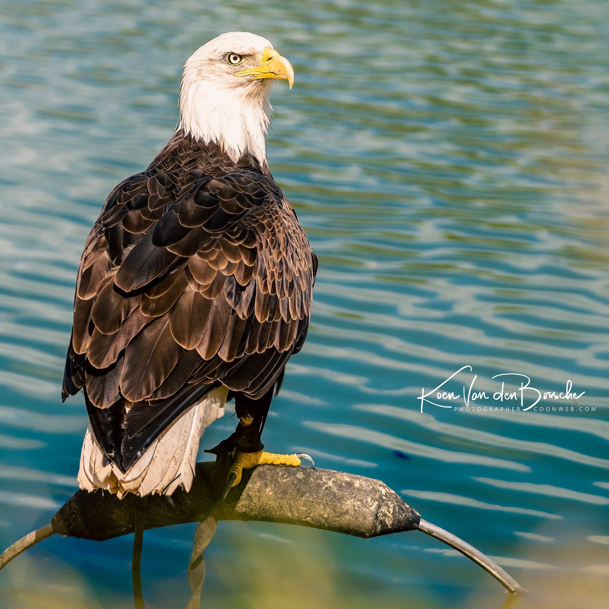 koenvdb_'s tweet photo. Amerikaanse Zeearend #amerikaansezeearend
#SonyA1, 103mm, f2.8, 1.2000sec https://t.co/bIXKi5DwIU