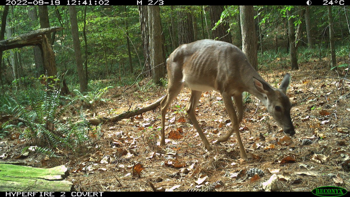 Roland Kays tweet media