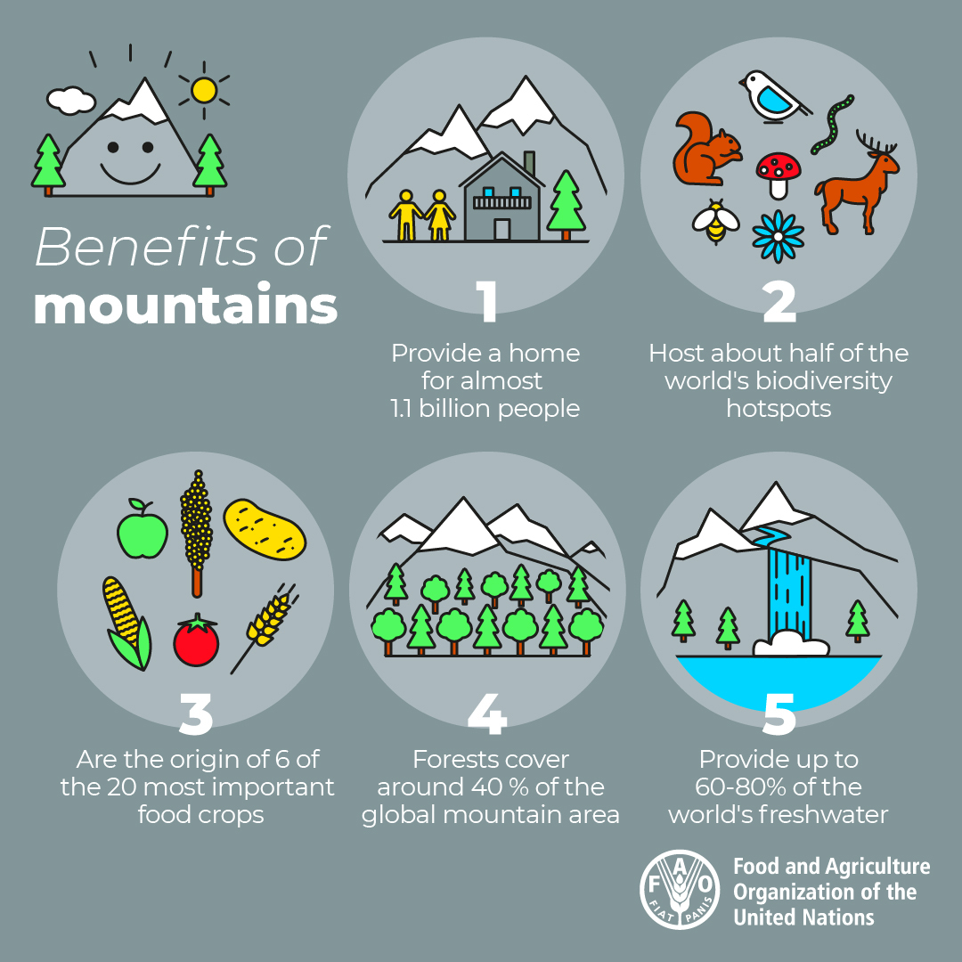 FAO Forestry tweet media