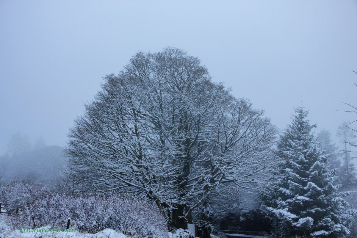 dominicprice105's tweet photo. Trees in the Snow at #Cruagh Mountain, County #Dublin #sneachta https://t.co/jXUEJ4IgXp