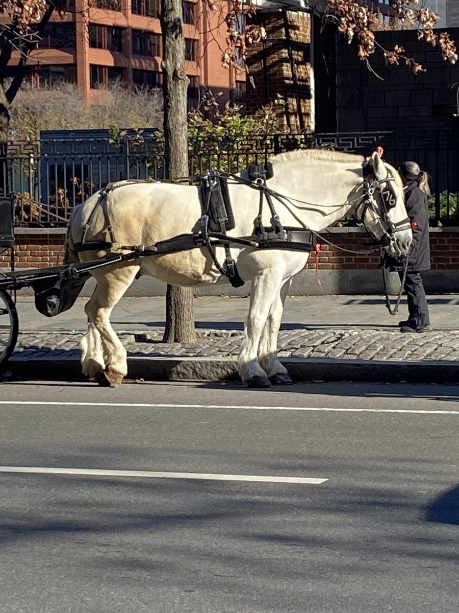 When will #Philadelphia make a move towards #ethicaltourism and #BanHorseCarriages ?! @marksquilla @PHLCouncil @PhiladelphiaGov #CarriageFreein2023 Horses deserve better than a life of solitude and forced labor in city streets.