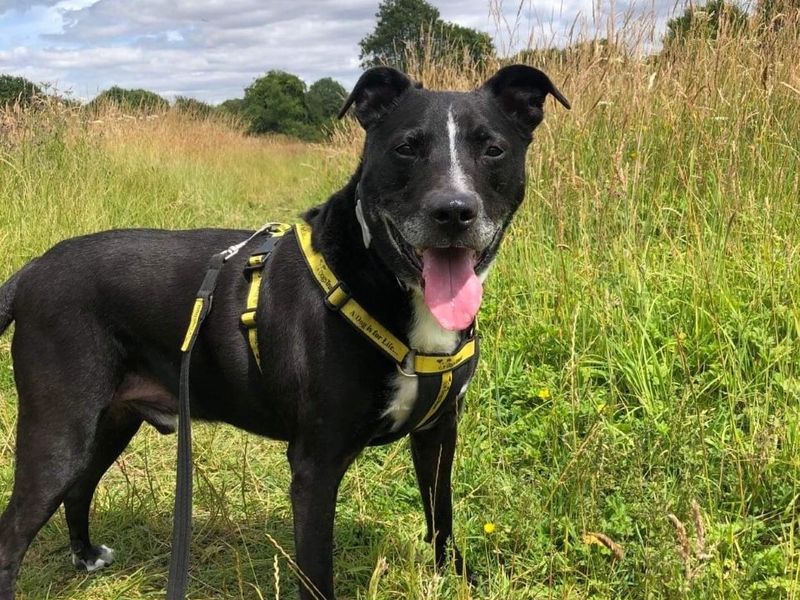 AdoptionsUk's tweet photo. Please retweet to help Buster find a FOSTER OR FOREVER home #SNETTERTON #NORFOLK #ENGLAND 

Aged 12, Buster has spent the last 3 years in the shelter. He could live with children aged 8+  but needs to be the only pet. PLEASE SHARE 🍀

DETAILS or APPLY👇
https://t.co/v9h0yCOJvi… https://t.co/kQ5e8F5IX4
