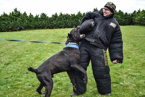 dcnmma_'s tweet photo. Ich suech öpert, wo sich traut i somne "Schutzazug" bi mir ufztauche um en Ibruch z'simuliere... wett luege, wie min Hund reagiert.

Freiwilligi? https://t.co/o9J7Ar27c1