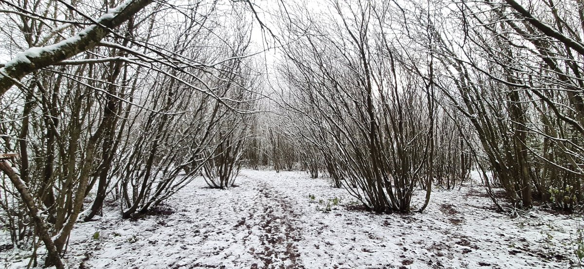 Rathcoole Naturalist tweet media