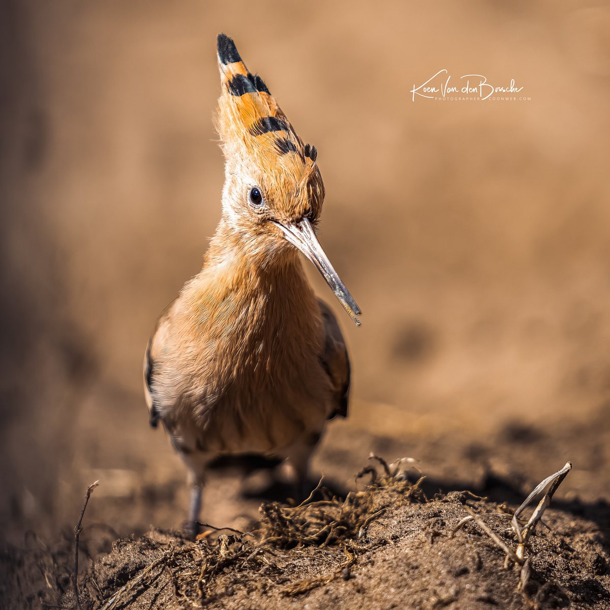 koenvdb_'s tweet photo. alé #Hop .. 
#SonyA1 ISO 200, 200mm, f2.8, 1/2000sec https://t.co/Lm19hDMcBO