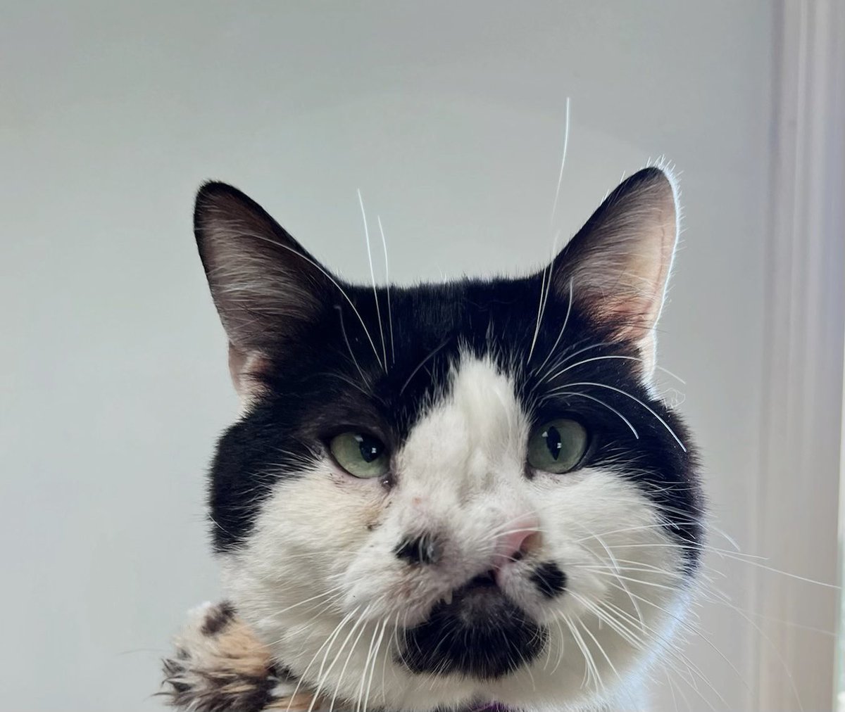 MemphisNose's tweet photo. best. begging. face. https://t.co/oNdkjYOXsh
