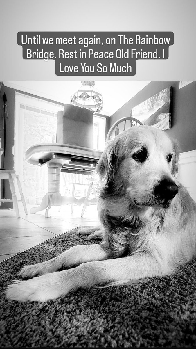 Kriebs91's tweet photo. Today I said goodbye to my best friend. We truly don't deserve dogs. Thank you for always being a constant source of positive energy when I was at my lowest. I love you so much, Buddy. https://t.co/F0tDg597Rd