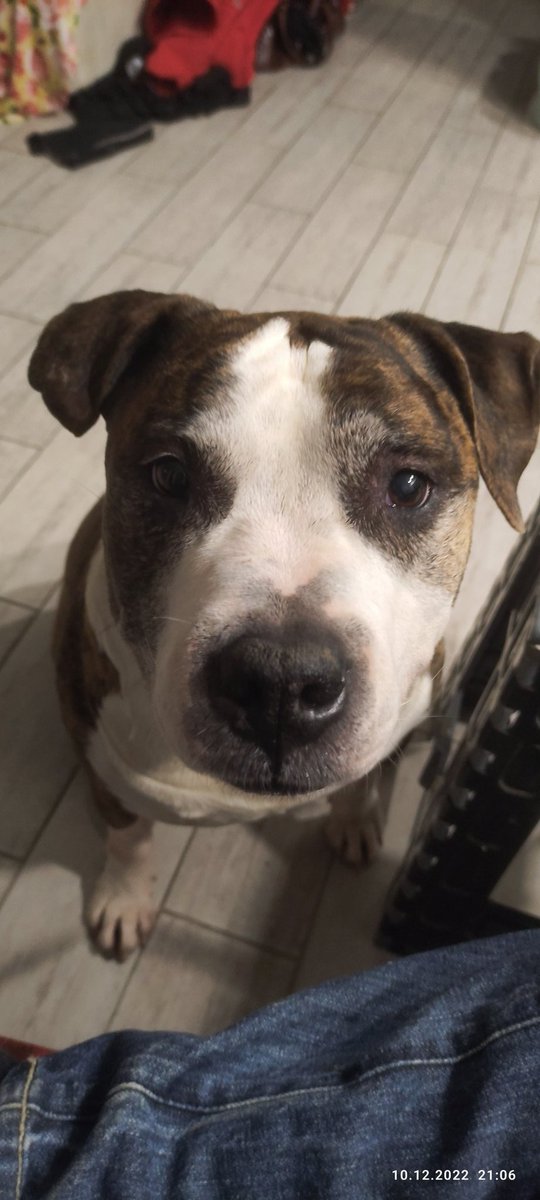 pylypenkoo's tweet photo. My #PITBULL https://t.co/sxor5dHXSa