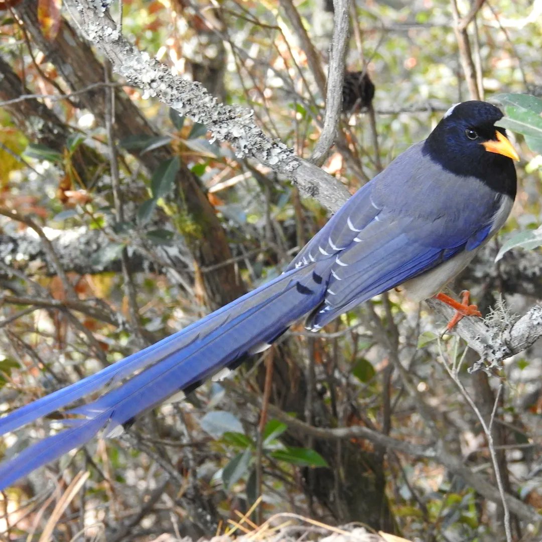 The Yellow-billed blue magpie at 3,000 msl on the Tiger's Nest trek. Bhutan. #indiaves @Avibase