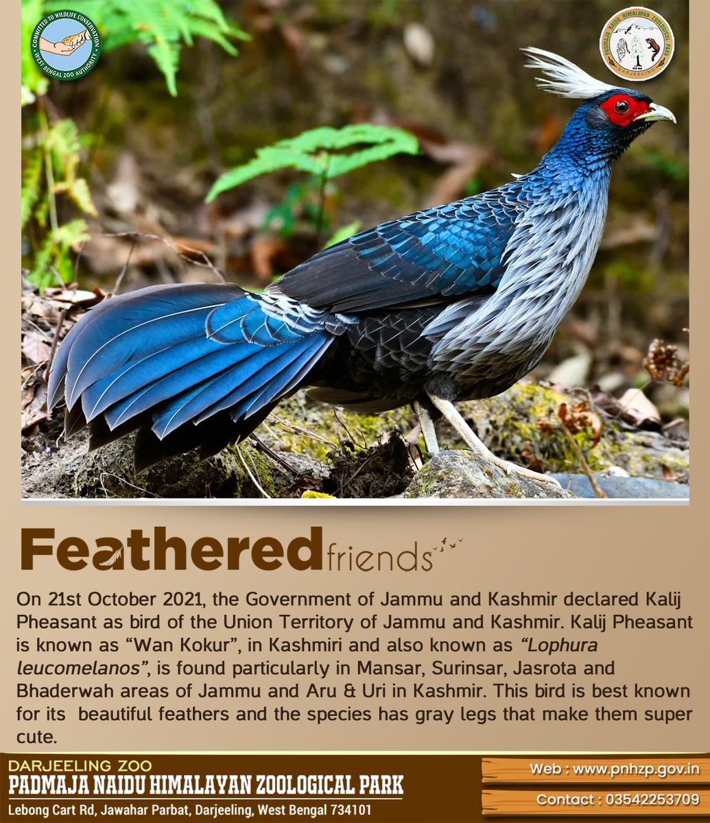 PnhzPark's tweet image. Know all about #kalijpheasant 

#pnhzp #darjeeling #research #education #conservation #cza_delhi #moefccgoi