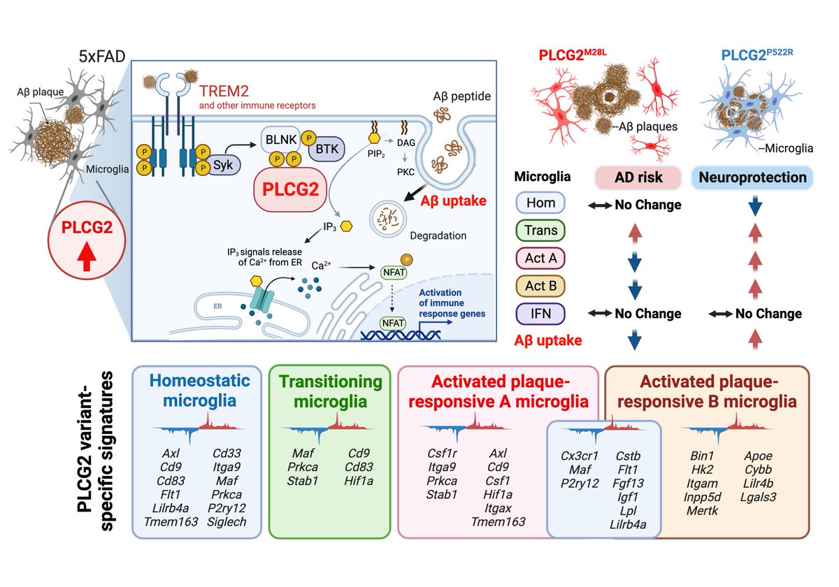 Andy_P_Tsai's tweet photo. Do you have PLCG2 variants? Which one? The one confers increased AD risk or the one protects your brain and extends lifespan? We found that PLCG2 variants can orchestrate microglial responses in AD by distinct programs that can be therapeutically targeted! https://t.co/RalnQef4QB https://t.co/nTxYohW8Ff