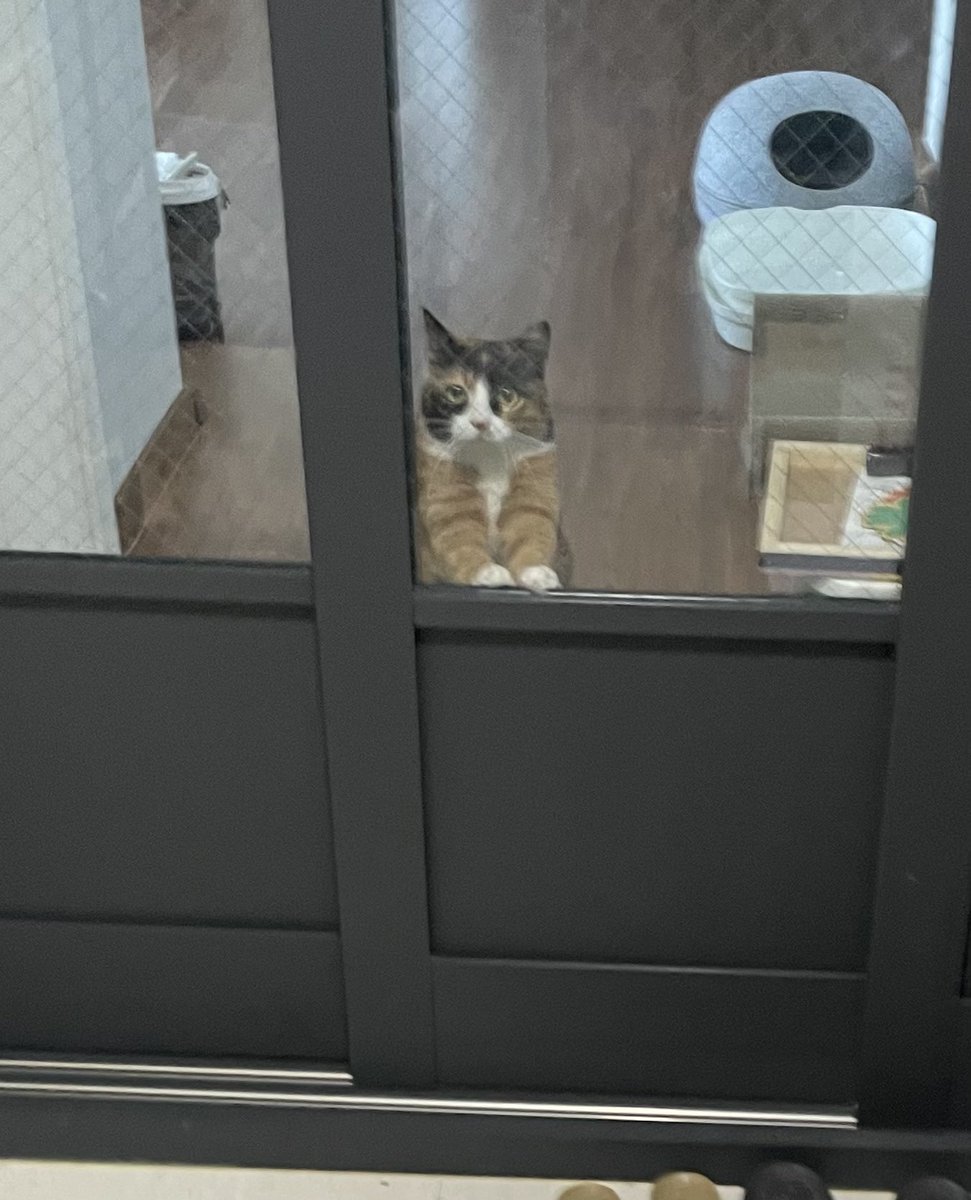 약 4시간동안 집을 비웠다가 들어오니
현관에 서서 울먹이며 기다리는 저희집 고양이입니다
오늘도 화이팅하세요