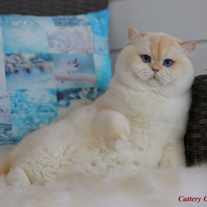 Devids_petworld's tweet photo. Hello 👋👋 https://t.co/yBmTqh1vdl