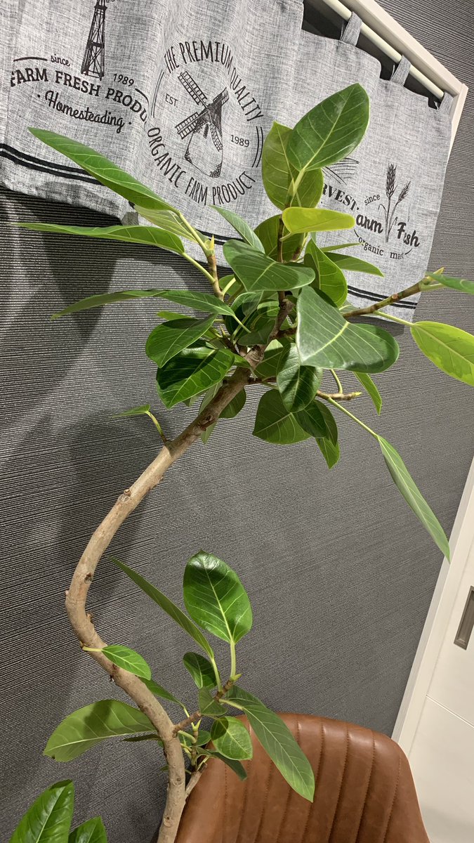 birii_kun's tweet photo. 🪴 #FicusAltissima 🌿 #フィカスアルテシマ #Ficus #フィカス #Altissima #アルテシマ #観葉植物 #かんようしょくぶつ #OrnamentalPlant #FoliagePlant #Houseplant #Komeri #コメリ #Plantito ✨ https://t.co/R8qxHOdHIS