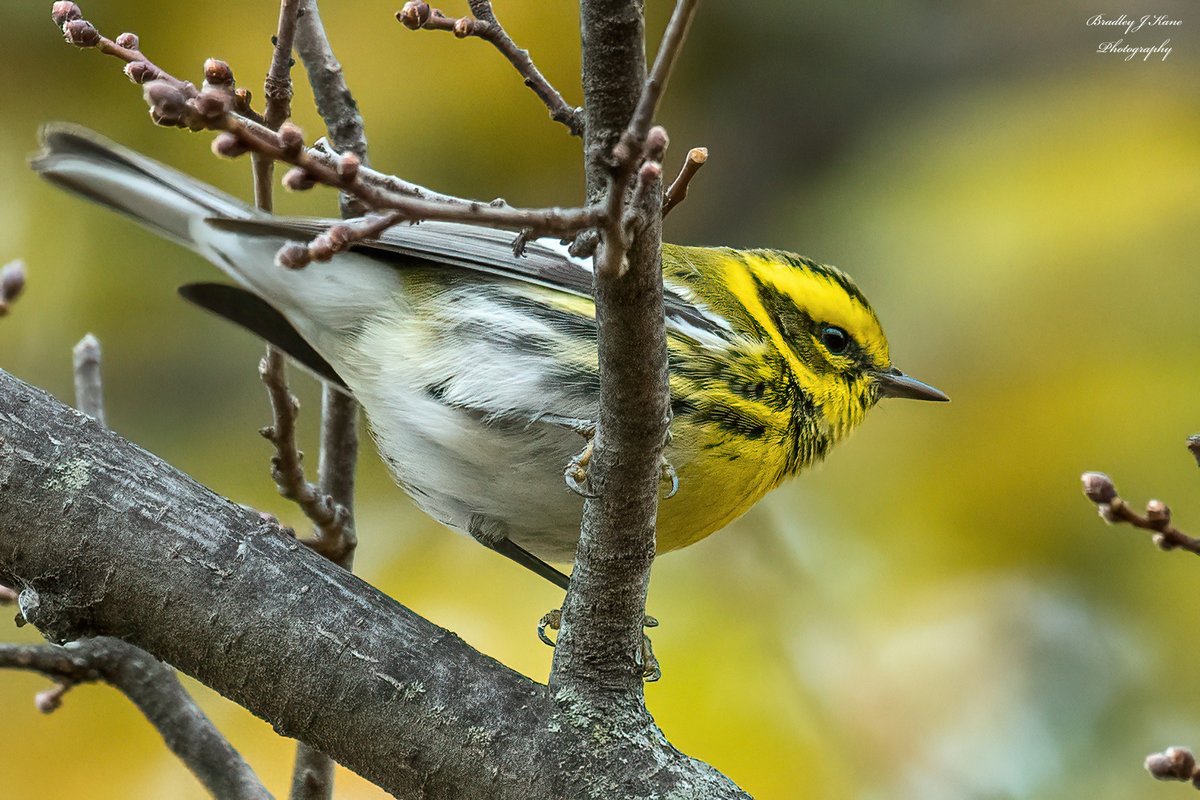 Bradley Kane tweet media