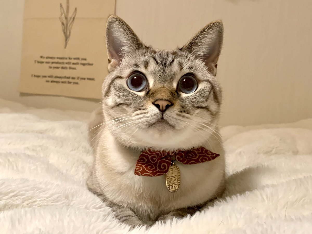 BlackRose4627's tweet photo. 美猫なモニさん😸
#猫 #ネコ #cat #シャムトラ #pointedcat #lynxpoint #siamesecat #siammix #siamesetabby
#猫のいる生活 https://t.co/rJMo1t6NWf