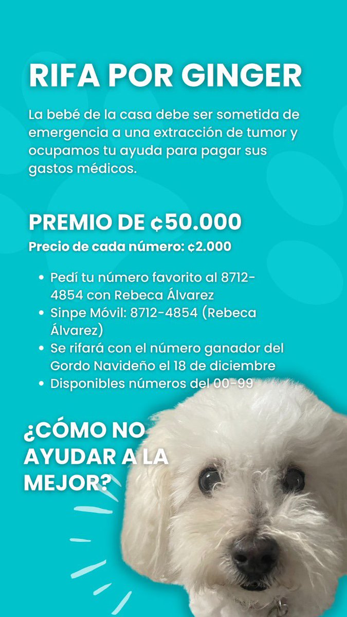 rblucia03's tweet photo. Hola hola! La perrita de mi casa tiene que ser operada de emergencia por un tumor que tiene! El costo de la operación son 400k y estamos haciendo esta rifa para salir un poco con los gastos. Si pueden ayudar se los agradezco y si no, RT por fa 🫶🏻💓 https://t.co/ggMrvcuQX7