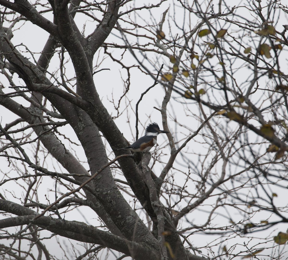 kyle_odonnell_'s tweet photo. Belted Kingfisher
#photography #nature #naturephotography #wildlifephotography
#birds #birdtwitter #birdsofma https://t.co/AytXpVwA2j