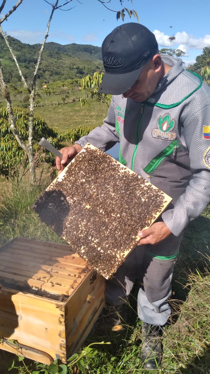 Nuestras amadas abejas <a href="/Ambiental_Mente/">Ambientalmente</a> <a href="/AbejasVivas/">Colectivo Abejas Vivas</a> <a href="/ecocolmena/">Ecocolmena</a> <a href="/EsApicultura/">Espacio Apicultura</a> <a href="/MinAmbienteCo/">MinAmbiente Colombia</a>