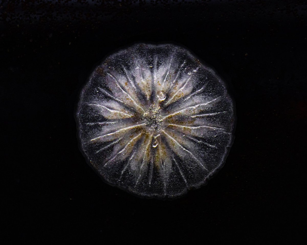 england_hadley's tweet image. Coral babies in my tank from the November spawning have decided that the top half of the glass is the perfect settlement spot.