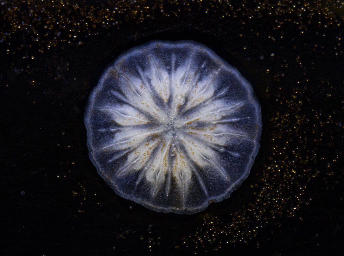 england_hadley's tweet image. Coral babies in my tank from the November spawning have decided that the top half of the glass is the perfect settlement spot.