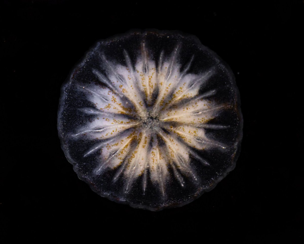 england_hadley's tweet image. Coral babies in my tank from the November spawning have decided that the top half of the glass is the perfect settlement spot.