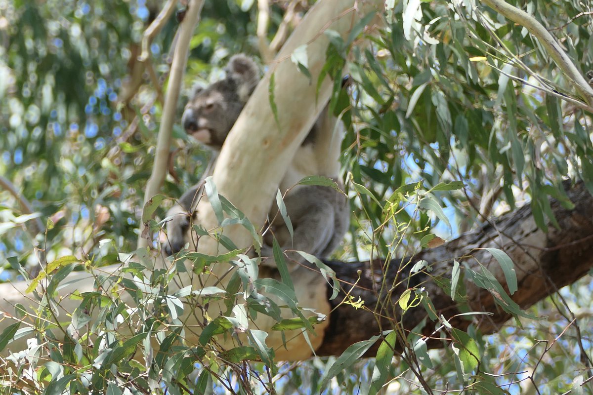 This might count as a Christmas miracle. Haven't seen a koala around here for years. Heard noisy miners sounding agitated and spotted this lovely creature up a gum tree just over the fence on the neighbours' property.