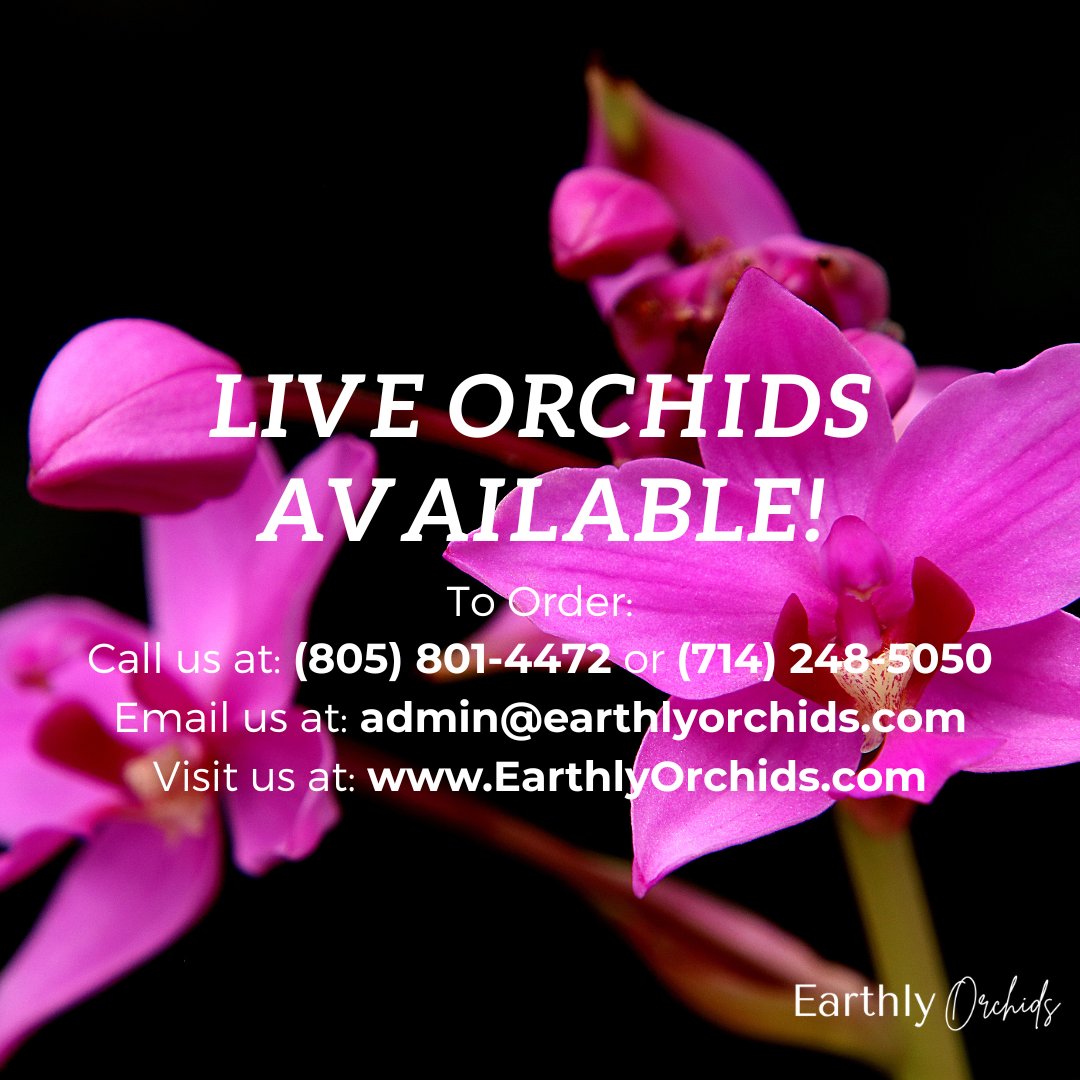 EarthlyOrchids's tweet photo. Live and Fresh-Cut Orchids Available! Wholesale and Retail.

To Order:
Call us at: (805) 801-4472 or (714) 248-5050
Email us at: admin@earthlyorchids.com
Visit us at: https://t.co/IdeYQtRC5j

#orchids #holidayseason #holidayshopping #wholesale #retail https://t.co/cEoIBGvgIP