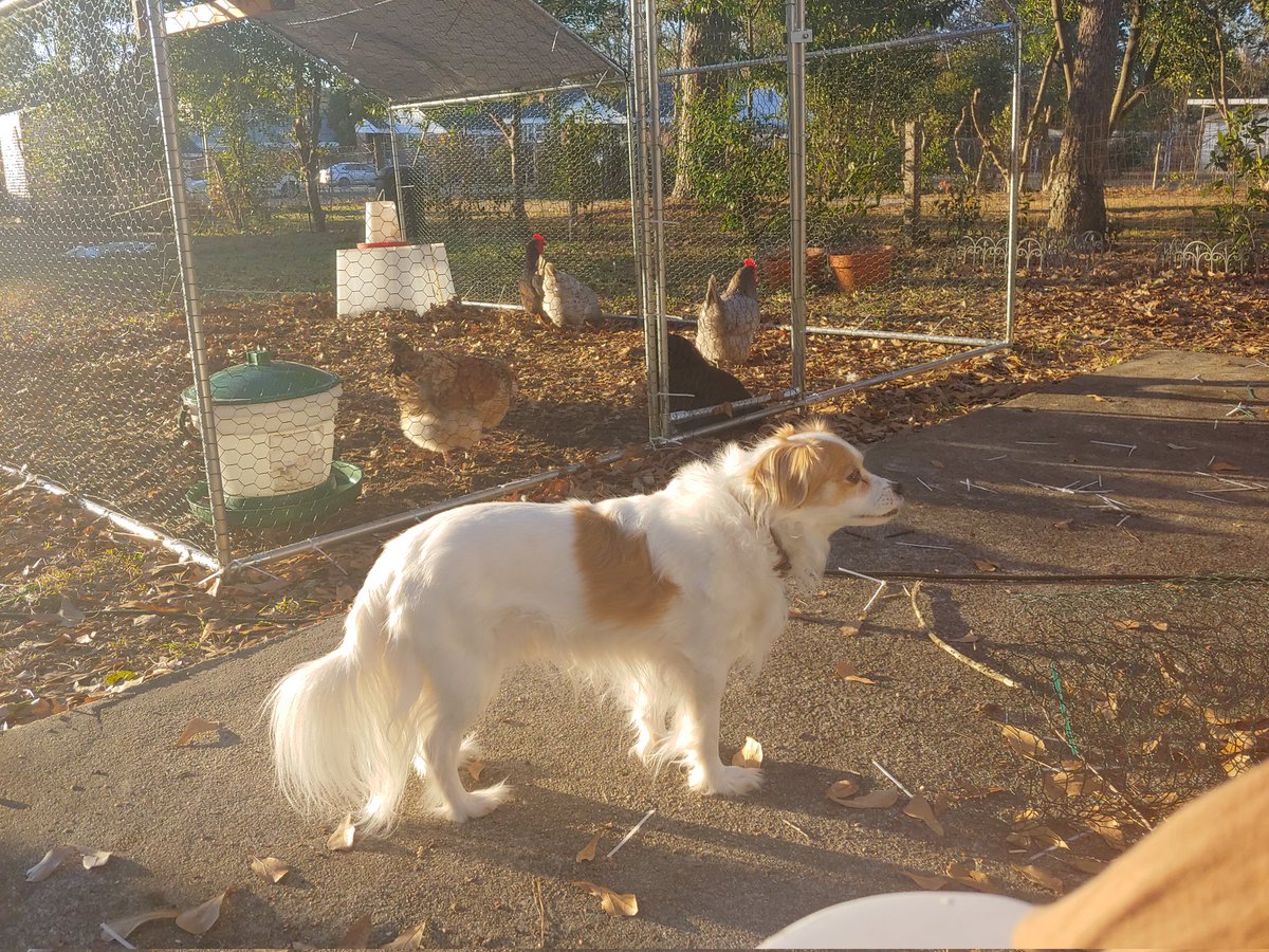 doomslang's tweet photo. @WeirdMedieval This looks quite a bit like my dog that does not look like other dogs. https://t.co/frNALic766