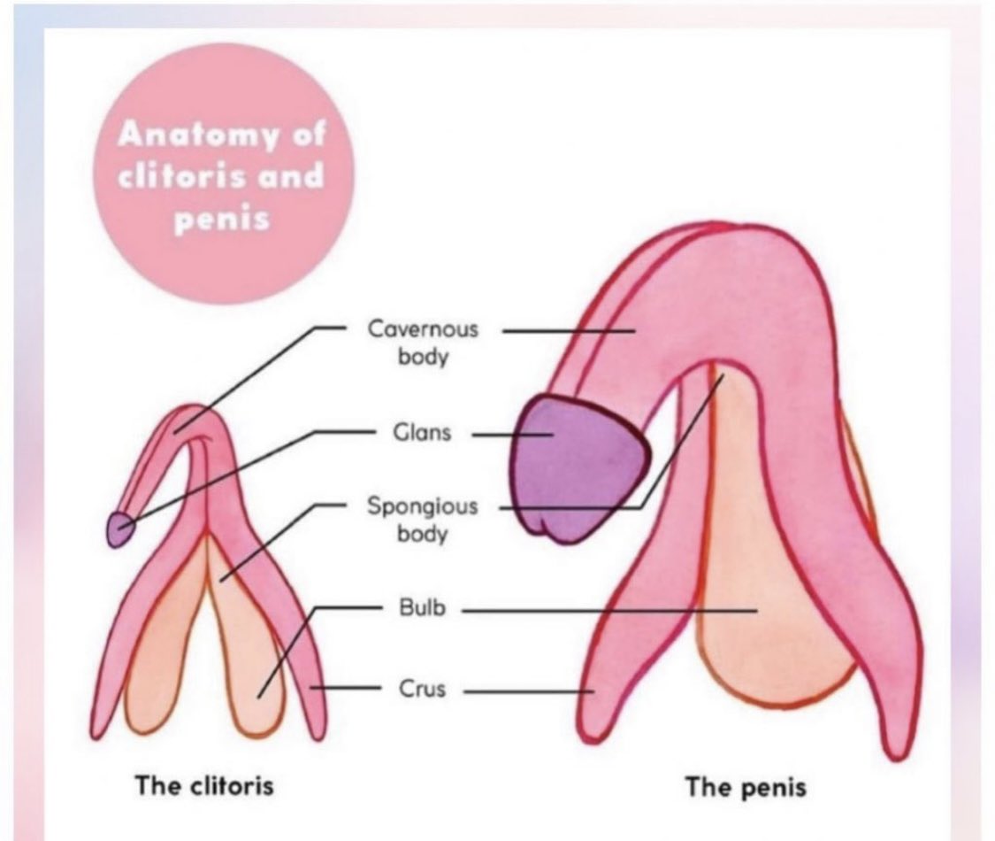 Dr. Wednesday Martin tweet media