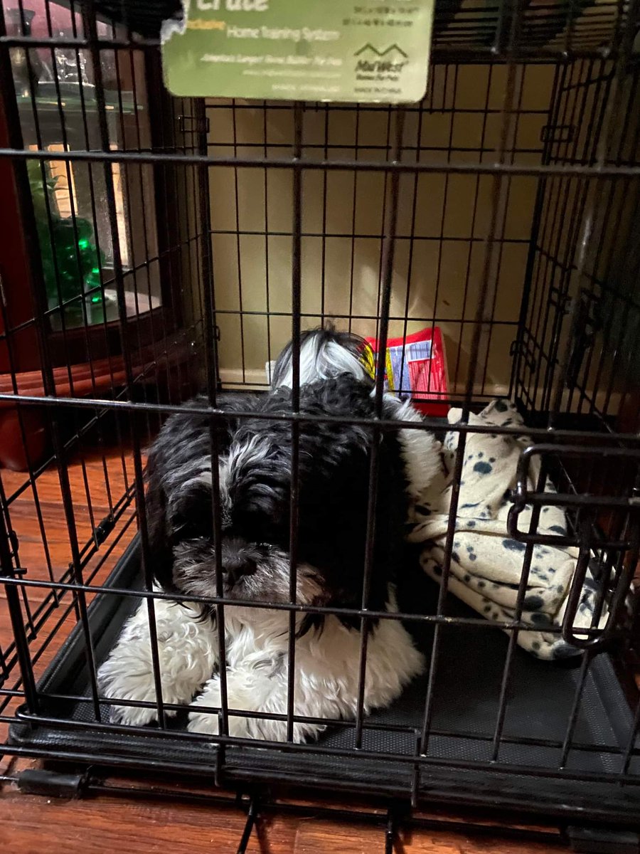 derpinsel's tweet photo. Jailed because he pushed the other dog off the stairs. https://t.co/uVHlexMAJJ