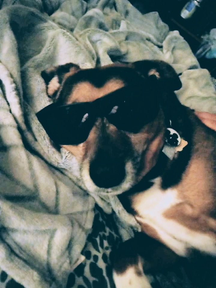 Jack Sazdanoff (@jacktheflubber) on Twitter photo Don't have a f*** to give, so I give none! I just been a busted kid since day one! <a href="/Tropidelic/">Tropidelic</a> I steal cat food and I love your tunes. --Love Jack Don't have a f*** to give, so I give none! I just been a busted kid since day one! <a href="/Tropidelic/">Tropidelic</a> I steal cat food and I love your tunes. --Love Jack