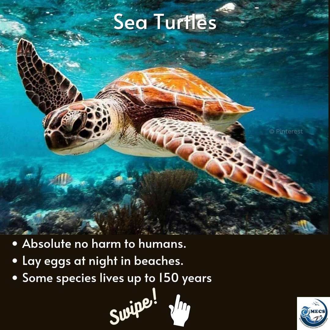 MECS_SL's tweet photo. Not a one innocent life is safe in the ocean because of us humans. It's time to dust off and rise up to act for what we trashed and destroyed. #MECS #SaveOceans #Turtles #Ghostfishing https://t.co/nfINgqTosr