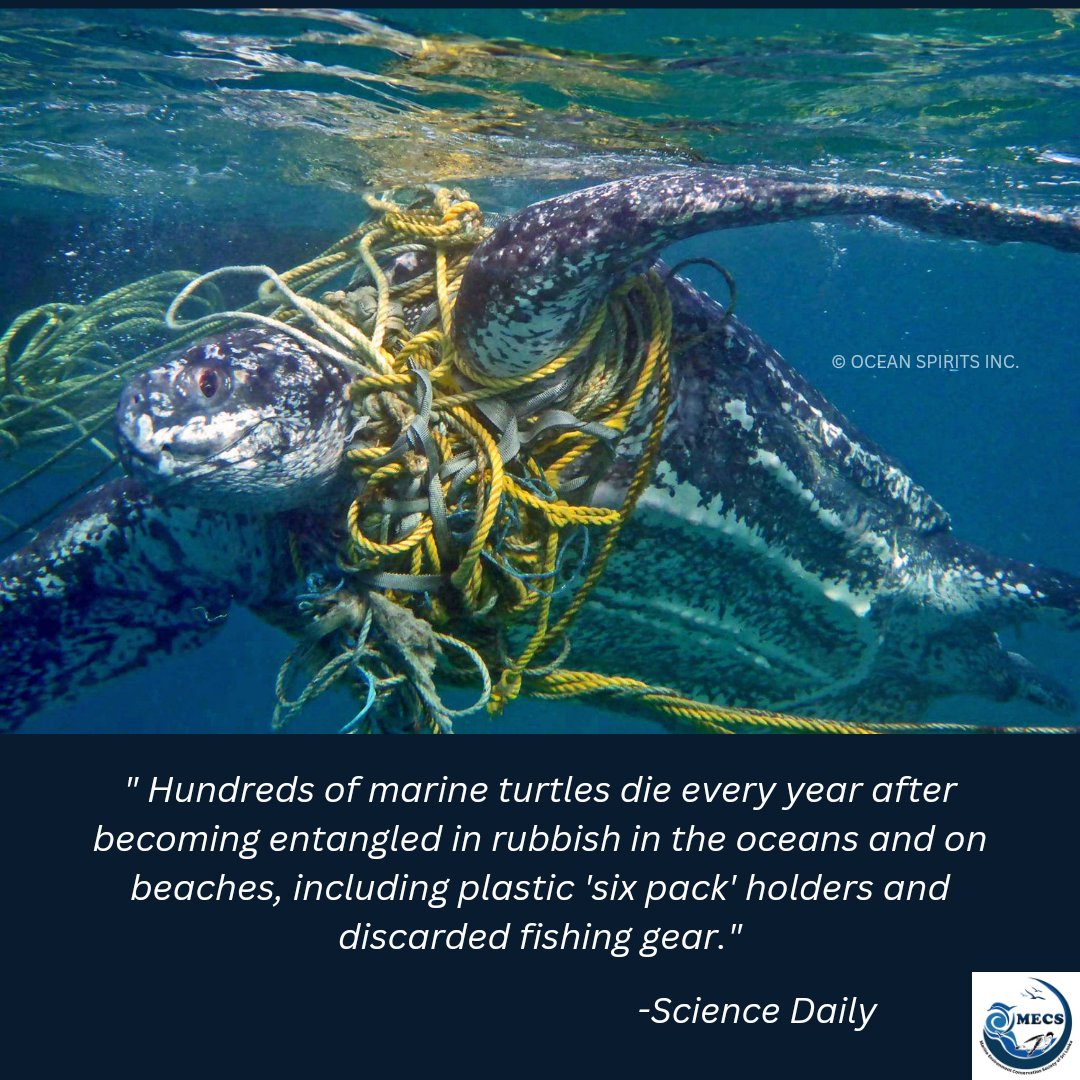 Not a one innocent life is safe in the ocean because of us humans. It's time to dust off and rise up to act for what we trashed and destroyed. #MECS #SaveOceans #Turtles #Ghostfishing