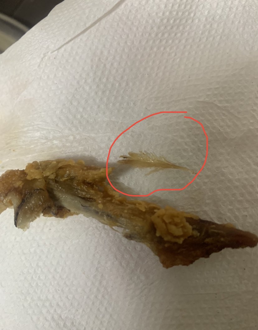 ravneetbhalla's tweet photo. @KFC_India 
This isn’t because I got a refund for the food ordered. It’s just that I dint feel like eating the food after I was served with Kentucky Fried Feathers… 

:( 

Matlab itne paise lete ho. Thoda to quality do yaar. 
#disappointed #kfcindia #badfood #zomato https://t.co/oHHNVhymfA