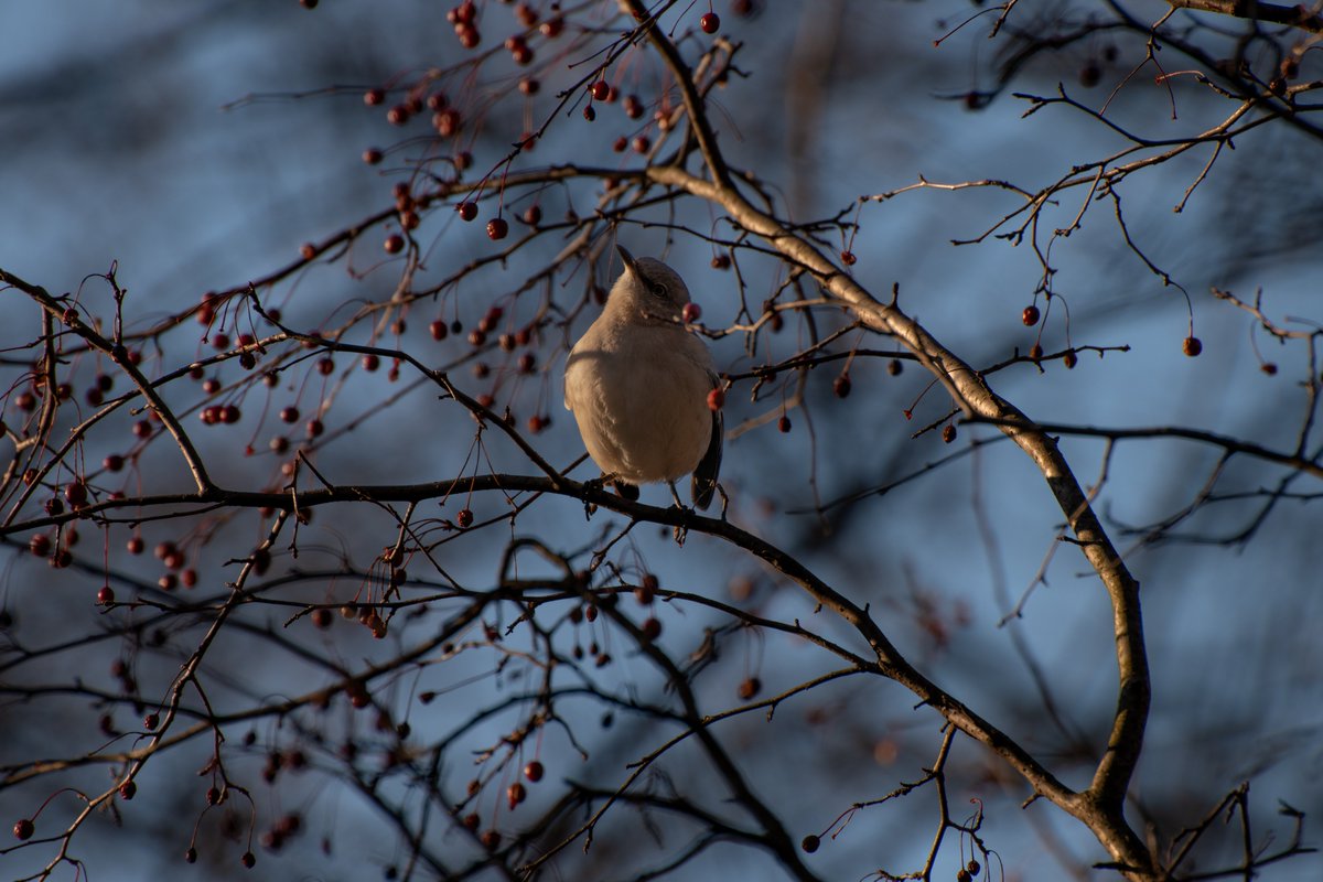 Sky__The__Husky's tweet photo. Birbs in the trees (12-10-2022)

#nikon #nikdond3500 #d3500 #nikonphotography #nikonphoto #adobe #lightroom #adobelightroom #lightroomedits #lightroomediting #photographylovers #birds #birdphotography #BirdsOfTwitter #cardinalbird #MockingBird https://t.co/7GbXrlMS9l