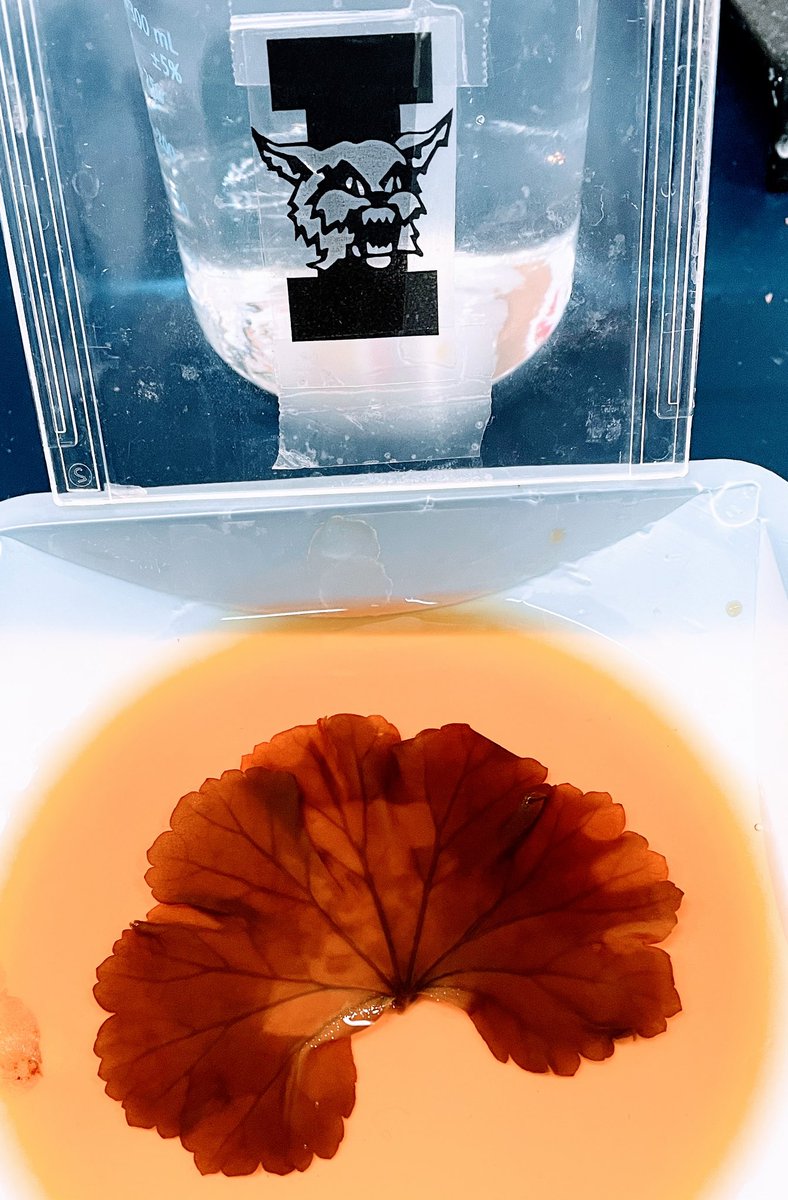 SIHSSciOly's tweet photo. “Photo”synthesis in Biology class. Developing an image using the magic performed by the chloroplasts of the geranium. Go Cats! https://t.co/C0pO3GcqhK