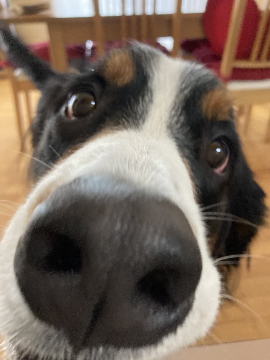 fran_to_cisco's tweet image. 自分からカメラに近づいてきた🥰