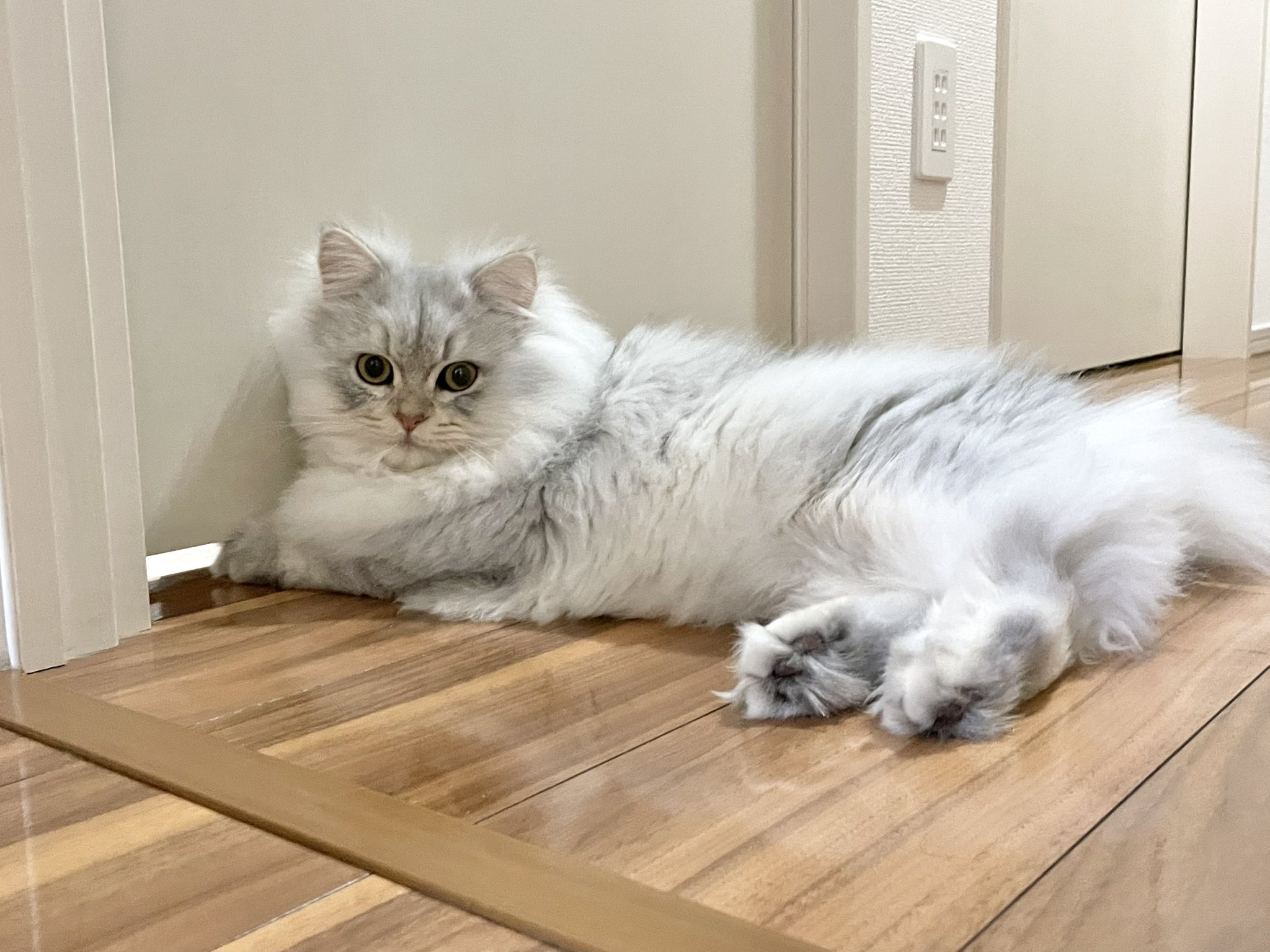 ペルシャ チンチラ ってどんな猫 猫の品種について すずめるブログ キャロラインズトレジャーck5024gfチンチラペルシャロングヘア猫ウェルカムフラッグガルド Spokojfestiwal Pl