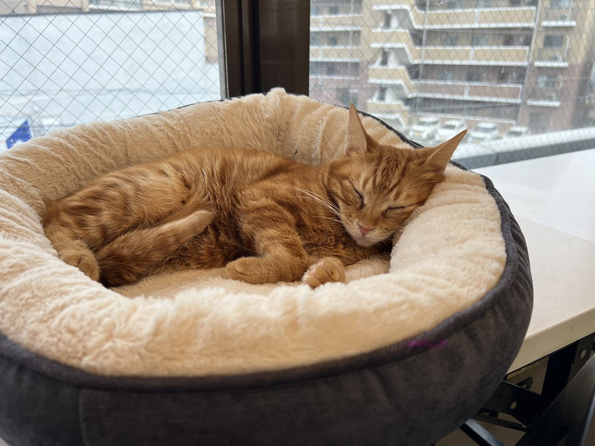 cat_cafe28's tweet photo. 茶々！今日で最後だよ！！ https://t.co/Hk30vjmOIV