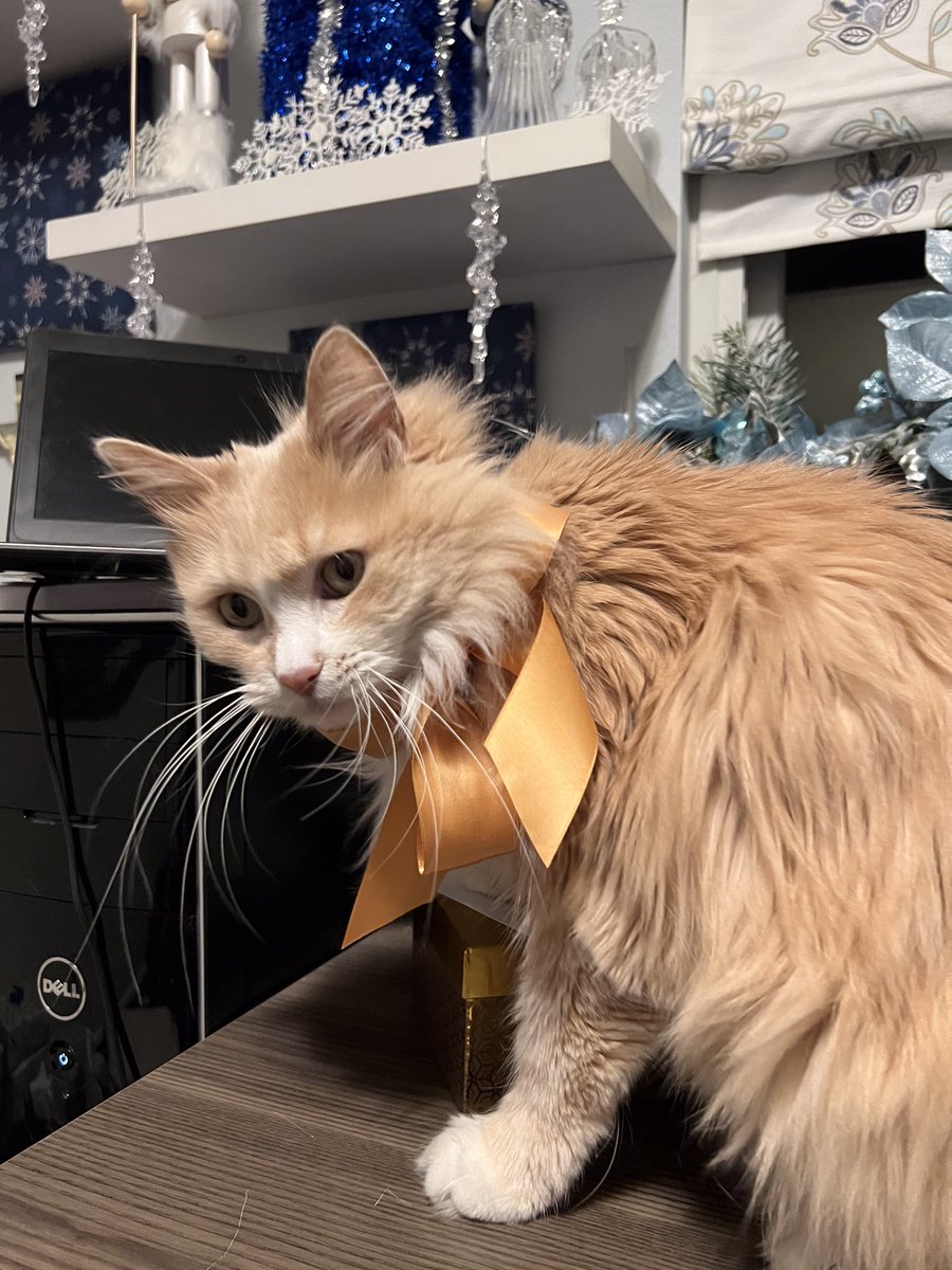 Mom said I would make a lovely present since im the gift that keeps on giving! She put a bow on me and said she’ll have to think about the special person who will receive me as a gift. 
#ChristmasCat #TheGift #GingerForFree #kekoa #TheGiftThatKeepsOnGiving #Cats #Caturday